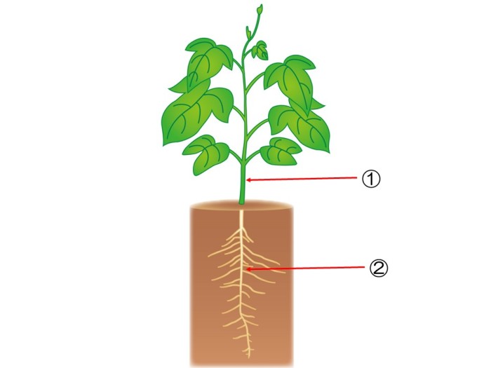 動画で学習 植物をそだてよう ２ 葉 くき 根 理科