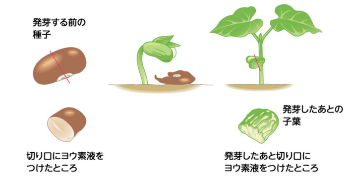 種子 の 発芽 と 養分