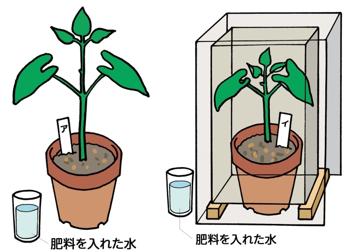動画で学習 ３ 植物の成長 理科