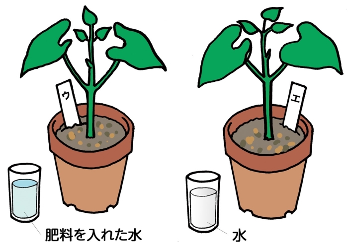 動画で学習 3 植物が成長する条件 理科