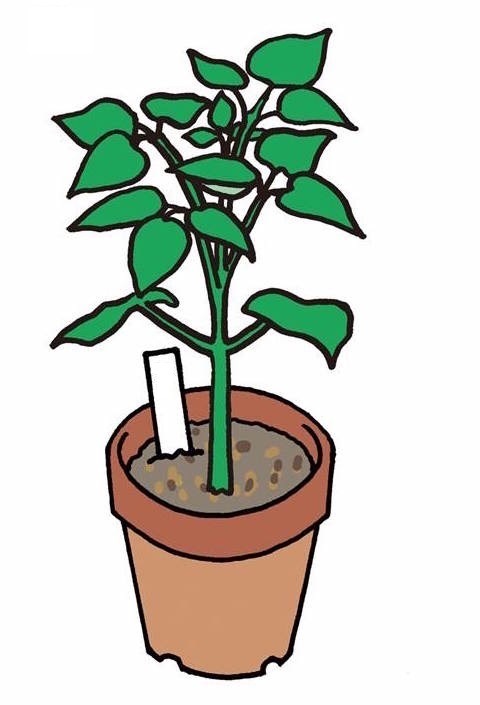 動画で学習 3 植物が成長する条件 理科