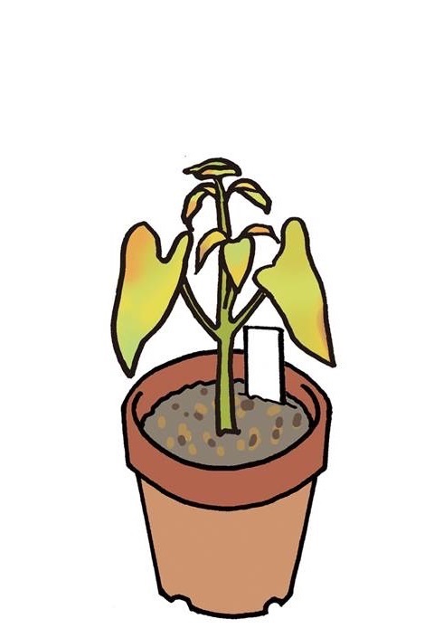 動画で学習 １ 植物の発芽と成長 その３ 理科