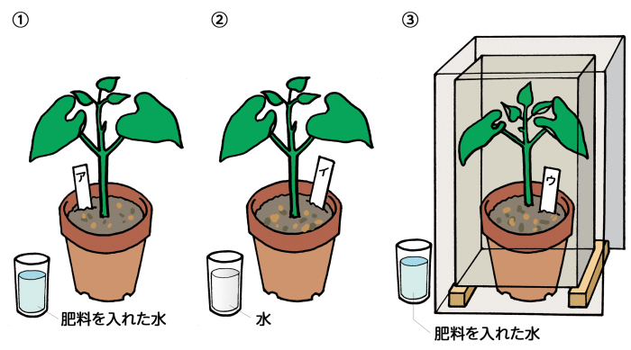 動画で学習 １ 植物の発芽と成長 その３ 理科
