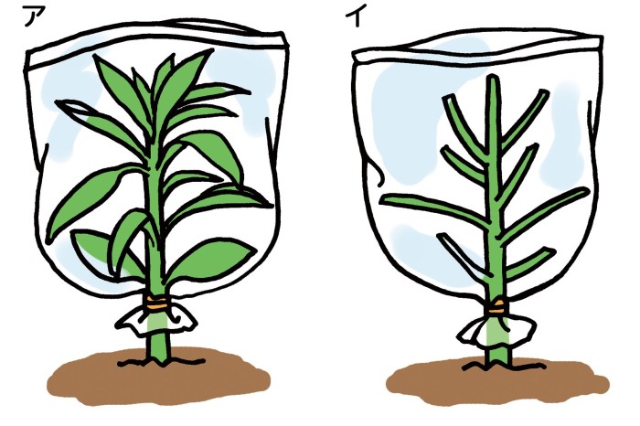 動画で学習 ３ 植物のつくりとはたらき その１ 理科